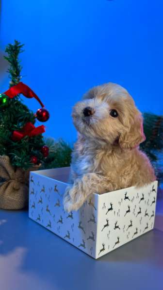 Щенки Мальтипу F1 в Москве