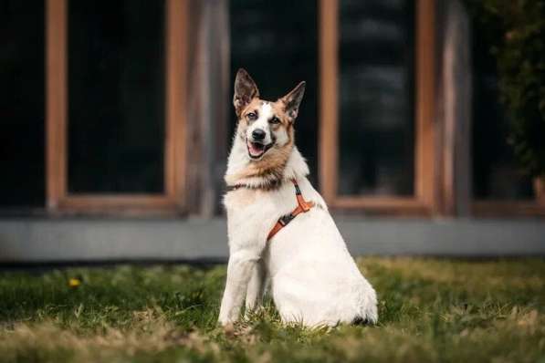Тунис в поисках любящей семьи в Москве фото 41