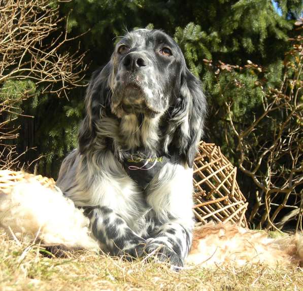 Английский сеттер щенки из элитного питомника в Москве фото 114