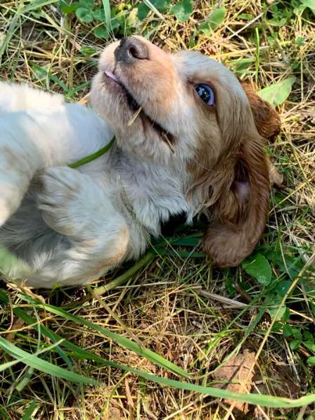 Продаются щенки русского охотничьего спаниеля в Москве фото 4