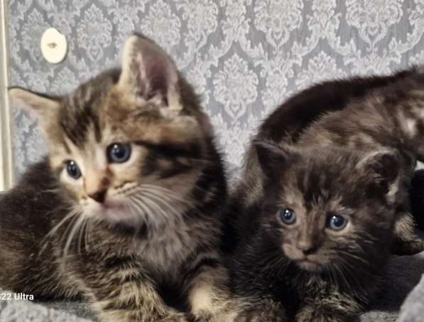 Замечательный котёнок девочка в фото 10