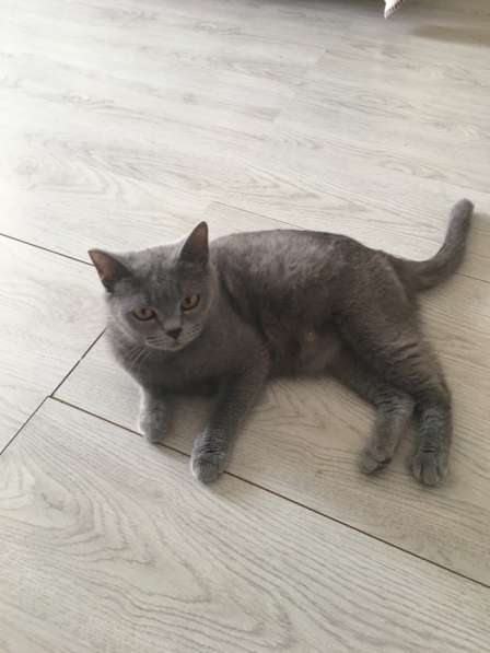 Котята британцы в Красноярске фото 7