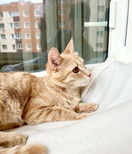 Кошка Ириска – удивительно умная рыжая девочка в дар в Москве фото 6