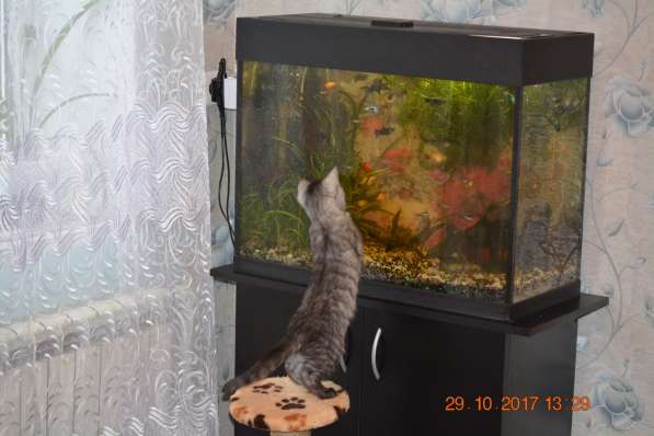 Продам рыбок в Иванове фото 3