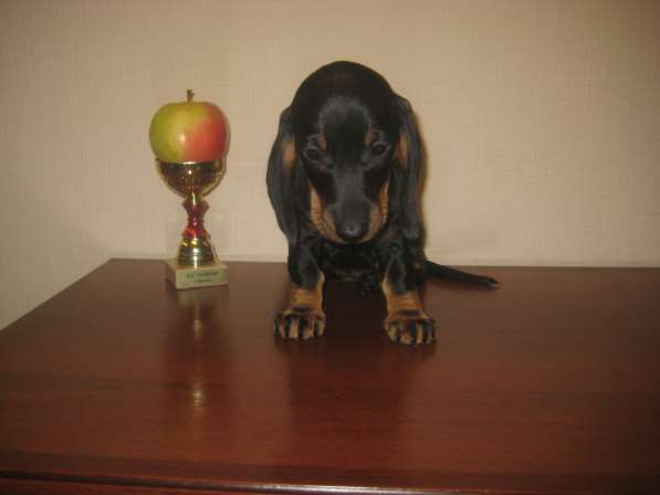 Щенки таксы г-ш стандарт элитные в Москве фото 5