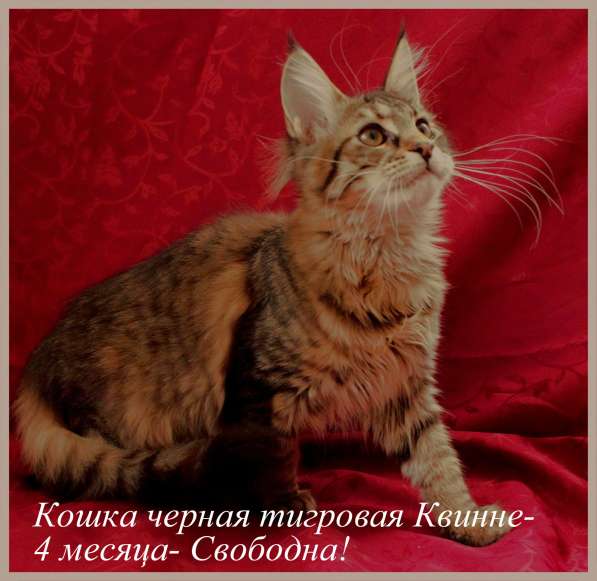 Продажа котят породы Мейн-кун в Омске фото 6
