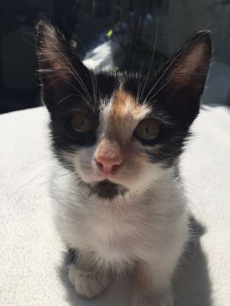 Котята в Кисловодске фото 79