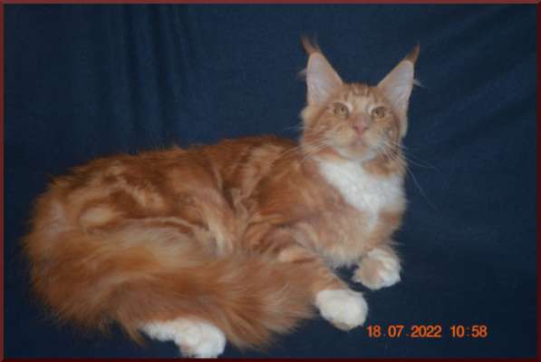 Роскошный черный котик мейн-кун из питомника в Астрахани фото 17