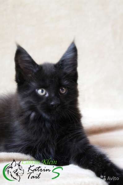 Мальчик Мейн-Кун Calvin Klein в Санкт-Петербурге фото 6