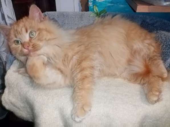 Бархат + Зайка: коты-неразлучники! Ищут дом! в Москве фото 13