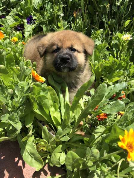 Продаю щенков немецкой овчарки зонарного окраса в Самаре фото 3