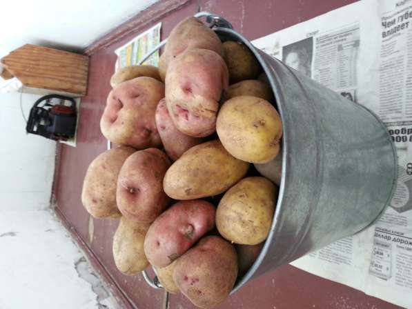 Экологически чистый картофель