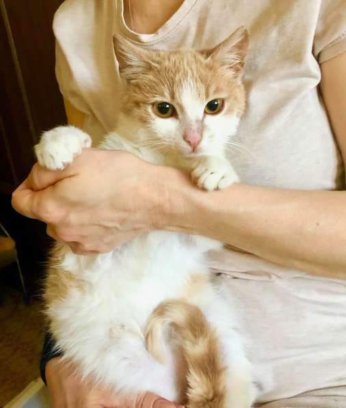 Яркое солнышко котенок Марсик в дар в Москве фото 6