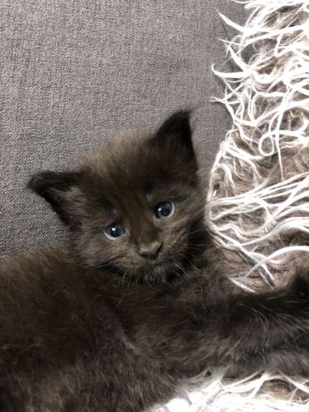 Maine Coon в фото 10