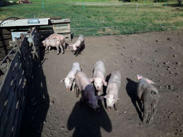 Продажа поросят и свиней живым весом в фото 6