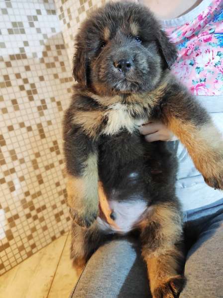 Тибетский мастиф - лучший страж на территории в Москве фото 86