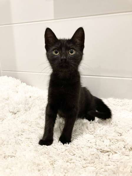 Милые чёрные котята в добрые руки в Москве фото 19