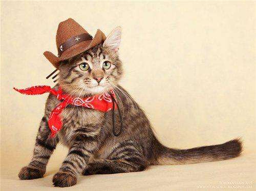 Котенок мальчик 4 мес., в добрые руки! в Москве