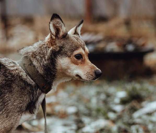 Маленькая лапочка-собачка в Санкт-Петербурге фото 12