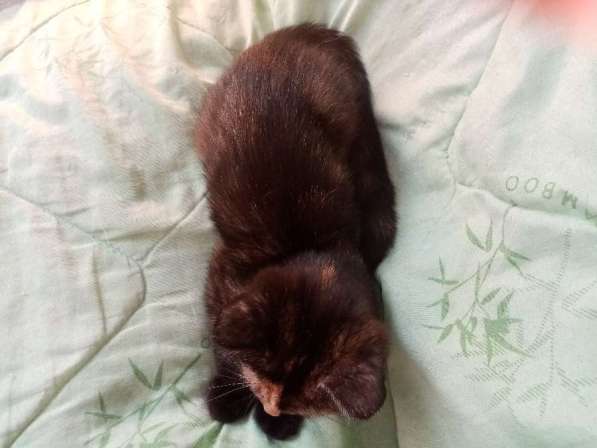 Британская кошечка 1.5 месяца в Санкт-Петербурге фото 8