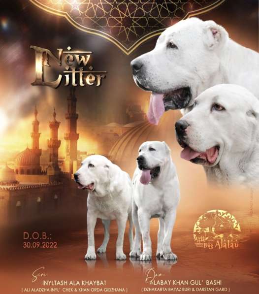 Щенок Среднеазиатской овчарки в Новосибирске фото 24