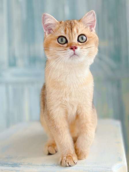 Котёнок британец в окрасе золотаря шиншилла в Калининграде