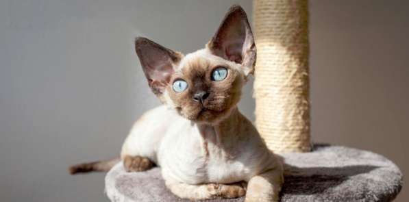 Отдам кошечку даром