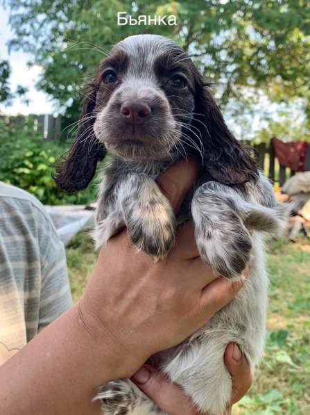 Продаются щенки русского охотничьего спаниеля в Москве фото 8