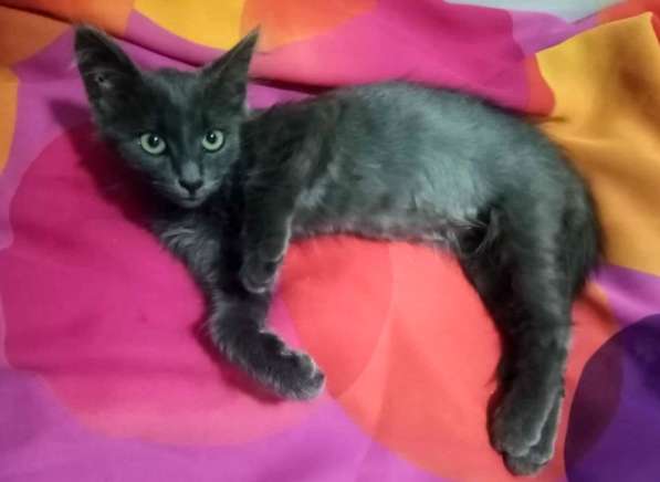 Котенок в добрые руки. Ласкушка Кирюша в Москве фото 20