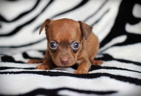 Щенки Русский Той в Иркутске фото 16