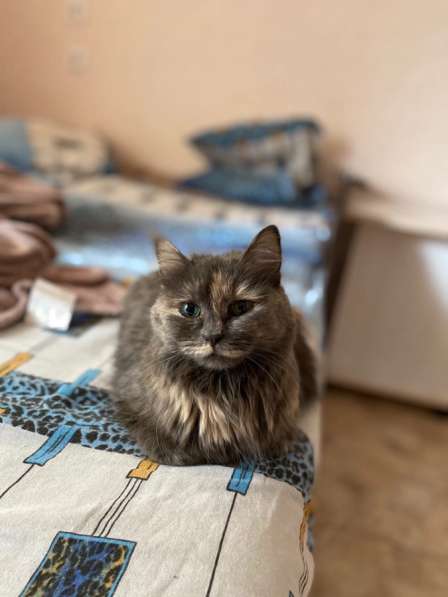 Кошка в Челябинске