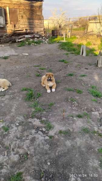 Продаются щенки алабая в фото 17