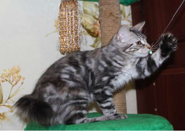 Резерв котят в Касимове фото 8