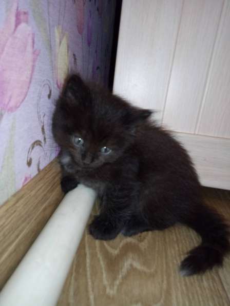 Котята даром в Тюмени фото 9