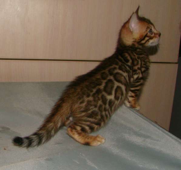 Бенгальские котята из профессионального питомника OutletGold в Казани фото 8