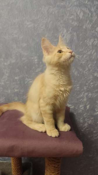 Продажа породистых котята породы Мейн-кун в Москве фото 12