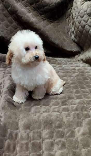 Poodle. Apricot boy в 