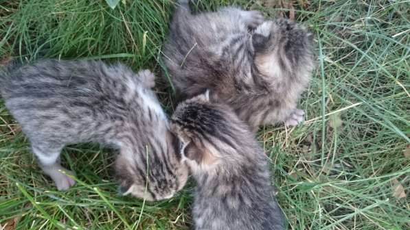 Подарю котят в Ростове-на-Дону фото 16