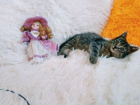 Ручной котенок 1,5мес. самец в Санкт-Петербурге фото 4