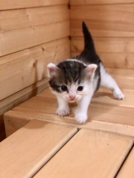 Отдадим в добрые руки прелестную кошечку в Самаре фото 7