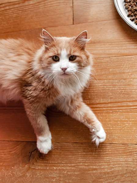 Ласковое солнышко Персик, умнейший домашний котик в дар в Москве фото 6