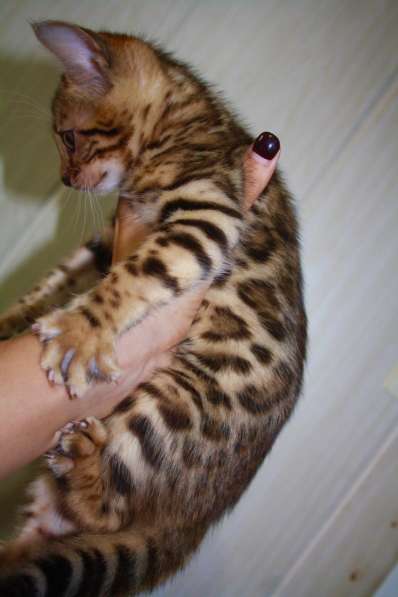 Продам бенгальских котят в Красноярске фото 9