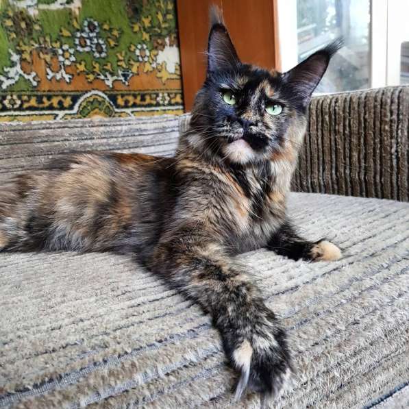 Котёнок мейн-кун в Москве фото 3