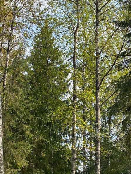 Лесной участок 12 соток в 50 км по Новорижскому шоссе в Истре фото 4