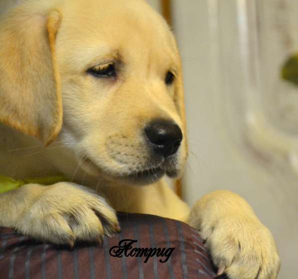 Щенки лабрадора из питомника в Белгороде фото 21