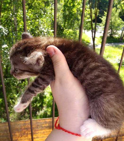 Элитная Бенгальские Снежный барс котятки в Санкт-Петербурге фото 61