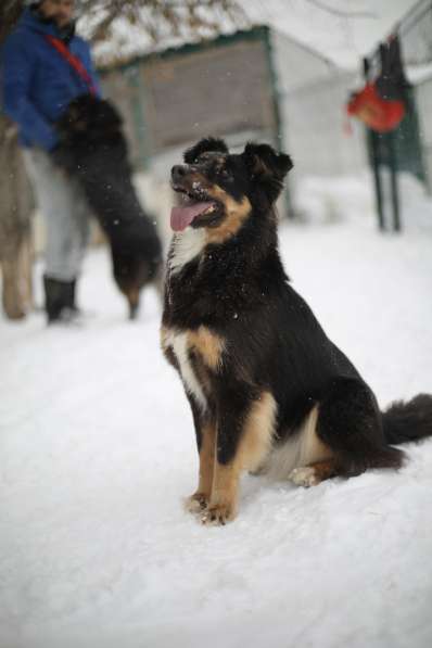 Чудо-собачка Фиби ищет семью в Москве фото 14