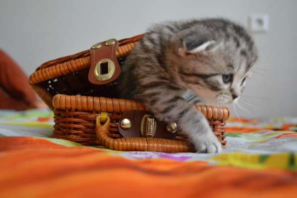 Шотландская вислоухая кошечка в фото 13