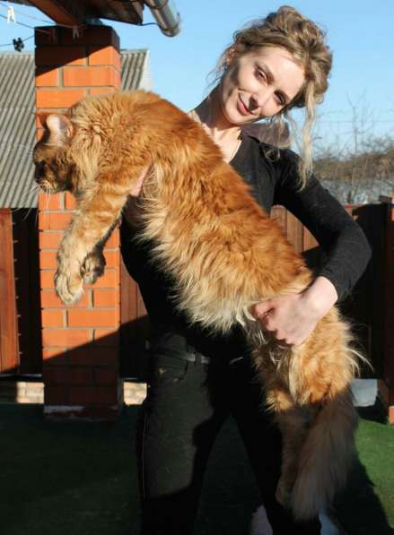 Питомник Lakshestar предлагает котенка мейн кун мальчика в Москве