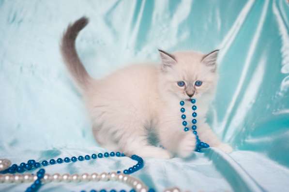 Сибирский котёнок Кокосик в Москве